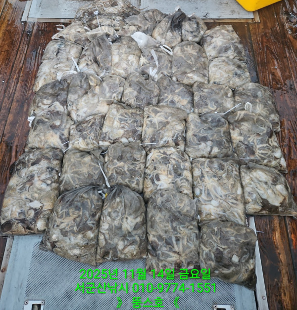 군산 선상낚시, 바다낚시 출조 전문 ☆서군산낚시☆_사진_20251114_3.jpg