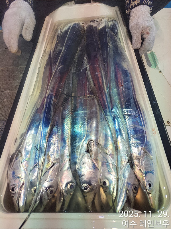 ♡여수레인보우♡갈치_열기_한치_갑오징어__사진_20251129_25.jpg
