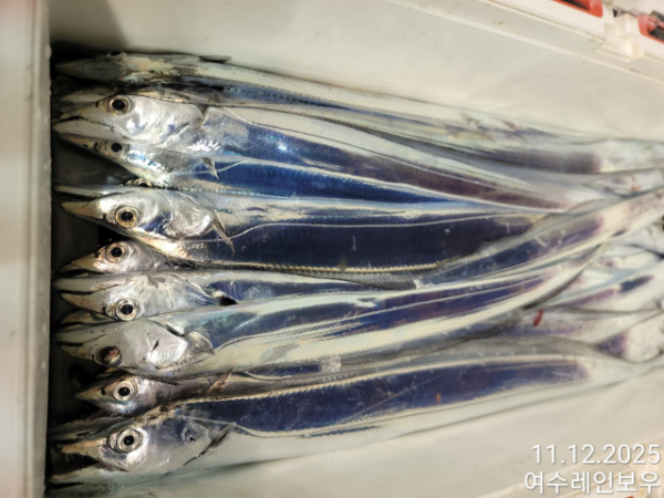 ♡여수레인보우♡갈치_열기_한치_갑오징어__사진_20251112_28.jpg