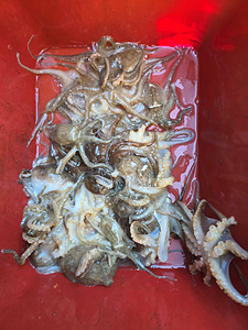 인천쭈꾸미낚시 (3).jpg