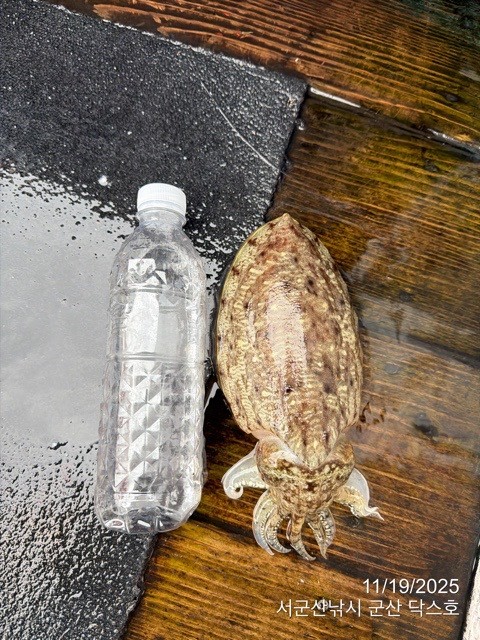 군산 선상낚시, 바다낚시 출조 전문 ☆서군산낚시☆_사진_20251119_11.jpg