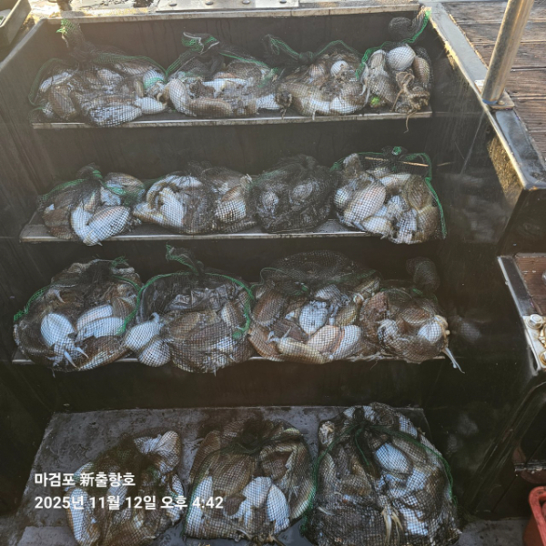 ꫛꫀꪝ✧‧˚ 태안 마검포 新출항호 .• _˚☀₊_사진_20251112_6.jpg