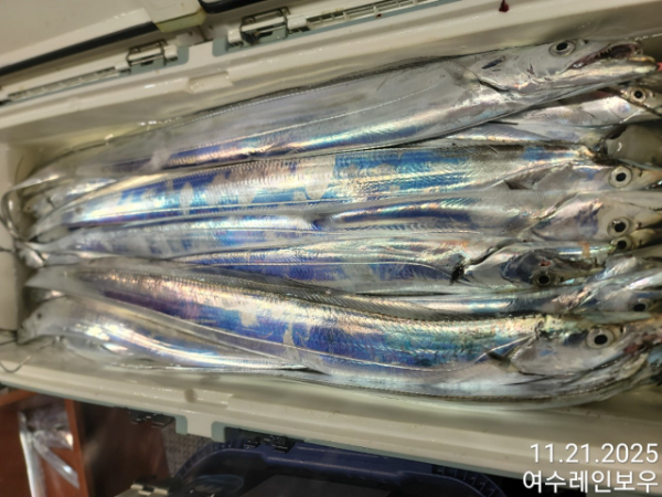 ♡여수레인보우♡갈치_열기_한치_갑오징어__사진_20251121_1.jpg