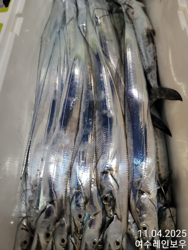 ♡여수레인보우♡갈치_열기_한치_갑오징어__사진_20251104_14.jpg