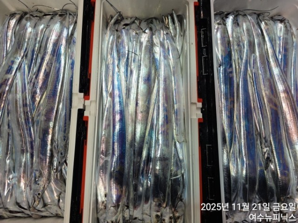 11월21일왕갈치 (38).jpg