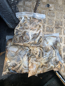 인천쭈꾸미낚시 (13).jpg