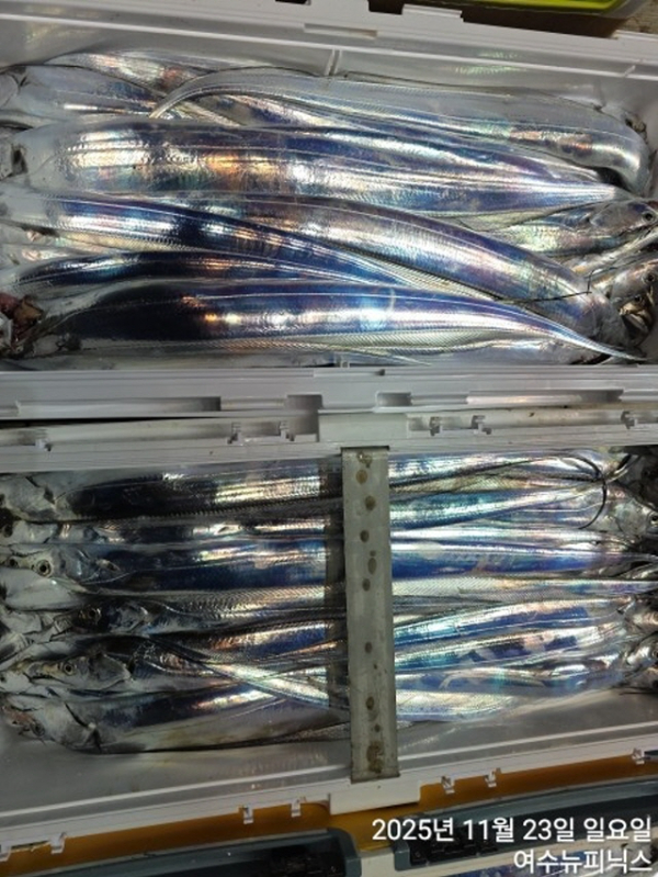 20911월23일갈치 (63).jpg