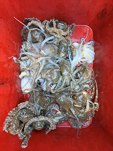 인천쭈꾸미낚시 (28).jpg