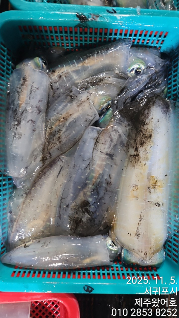 제주왔어호_사진_20251105_3.jpg