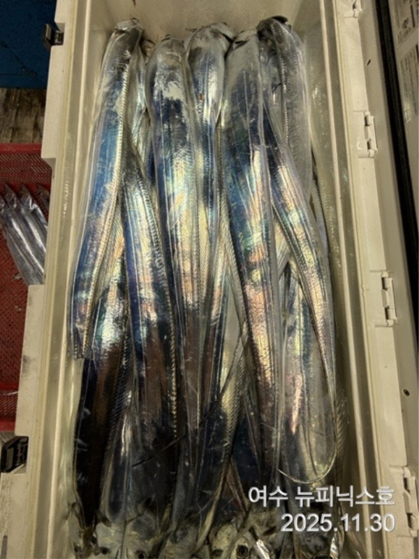 20911월30일갈치 (15).jpg