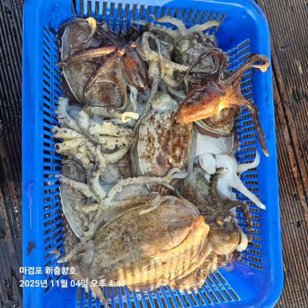 ꫛꫀꪝ✧‧˚ 태안 마검포 新출항호 .• _˚☀₊_사진_20251105_3.jpg