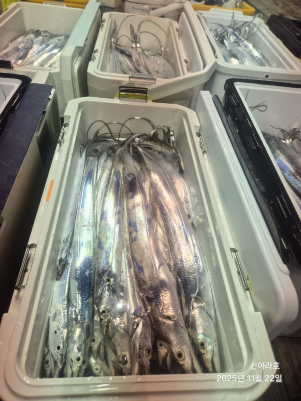 바다꾼낚시(신아라호)_사진_20251122_19.jpg