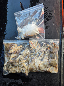 인천쭈꾸미낚시 (5).jpg