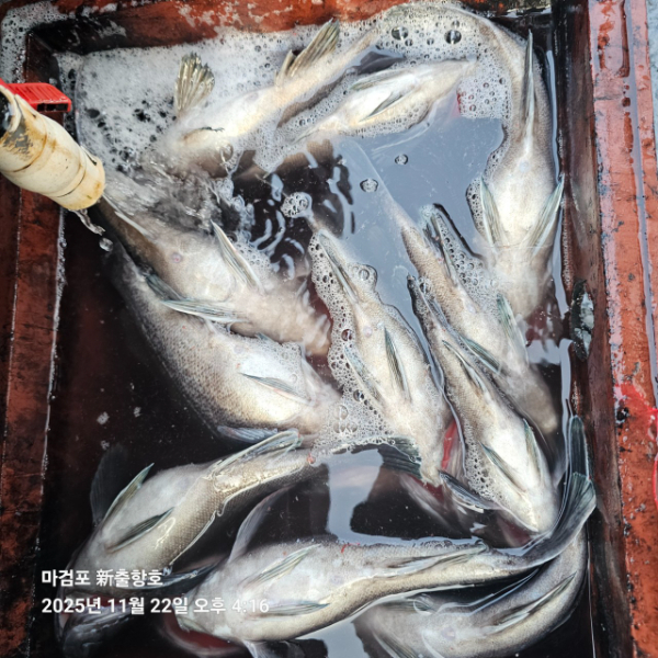 ꫛꫀꪝ✧‧˚ 태안 마검포 新출항호 .• _˚☀₊_사진_20251122_10.jpg