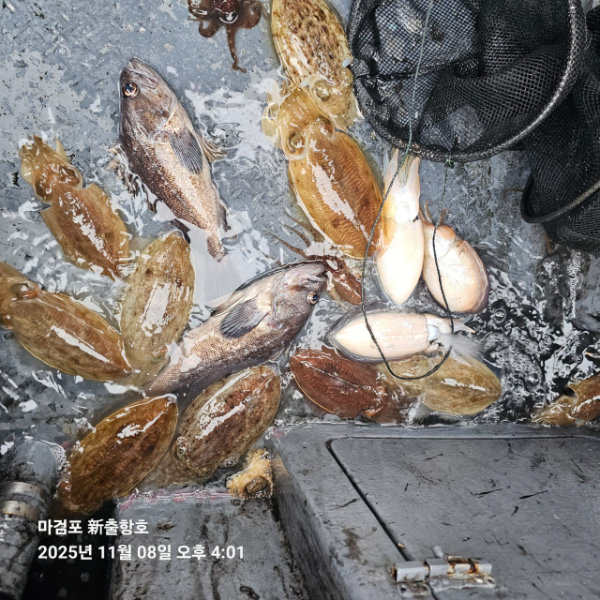 ꫛꫀꪝ✧‧˚ 태안 마검포 新출항호 .• _˚☀₊_사진_20251108_4.jpg