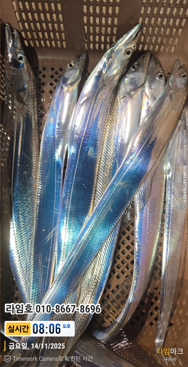 2025-11-14 08.06.05__(제목-실시간)_(라임호 010-8667-8696).jpg