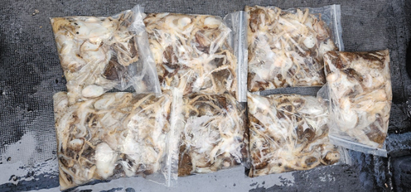 예지퀸호 농어외수질&어초낚시 경기인천권_사진_20251031_18.jpg