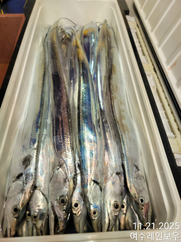 ♡여수레인보우♡갈치_열기_한치_갑오징어__사진_20251121_6.jpg