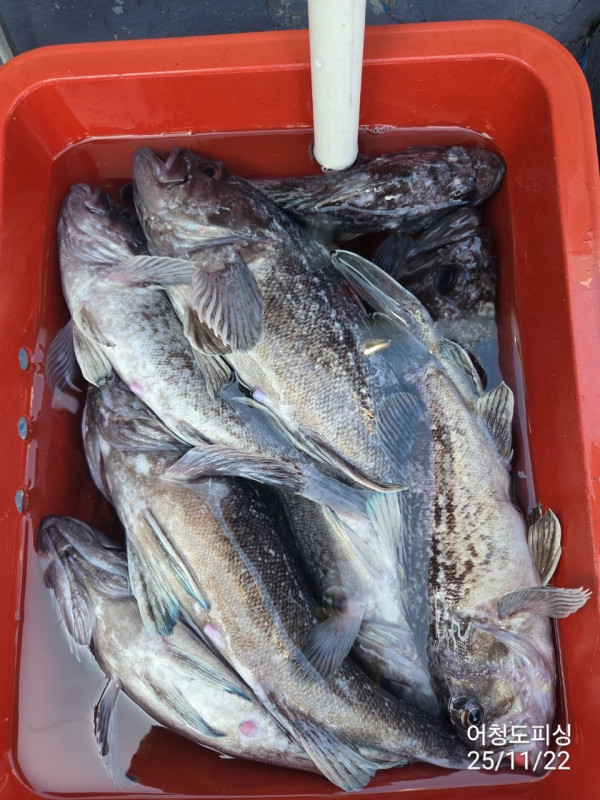 최강피싱 063.463.0800_사진_20251122_38.jpg