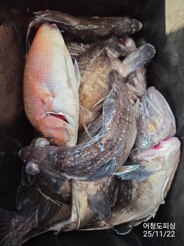 최강피싱 063.463.0800_사진_20251122_46.jpg