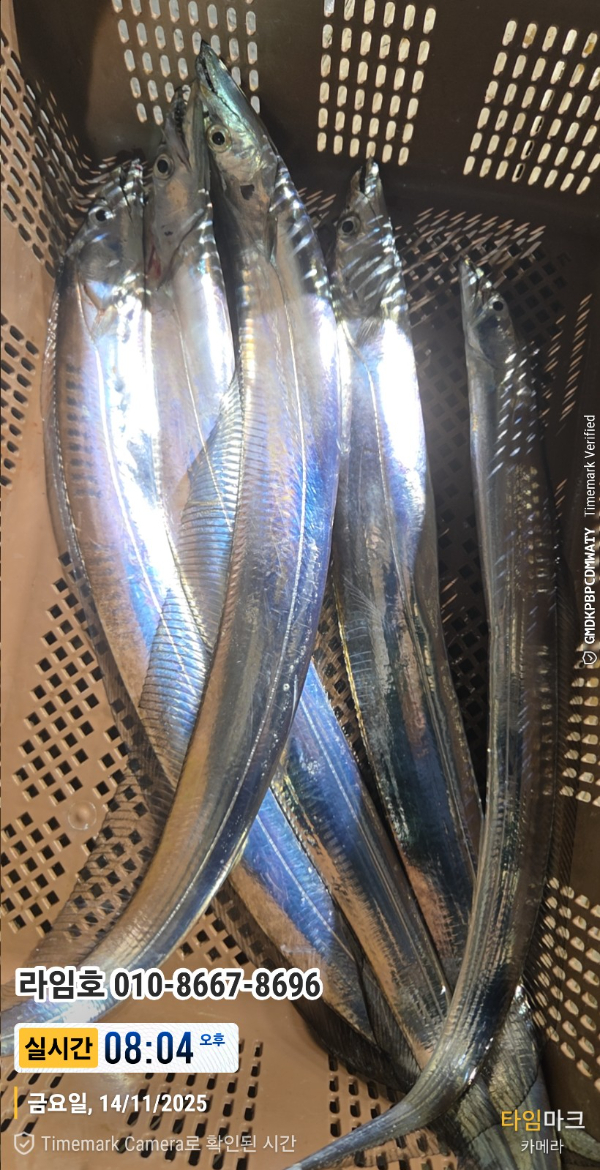 2025-11-14 08.04.12__(제목-실시간)_(라임호 010-8667-8696).jpg