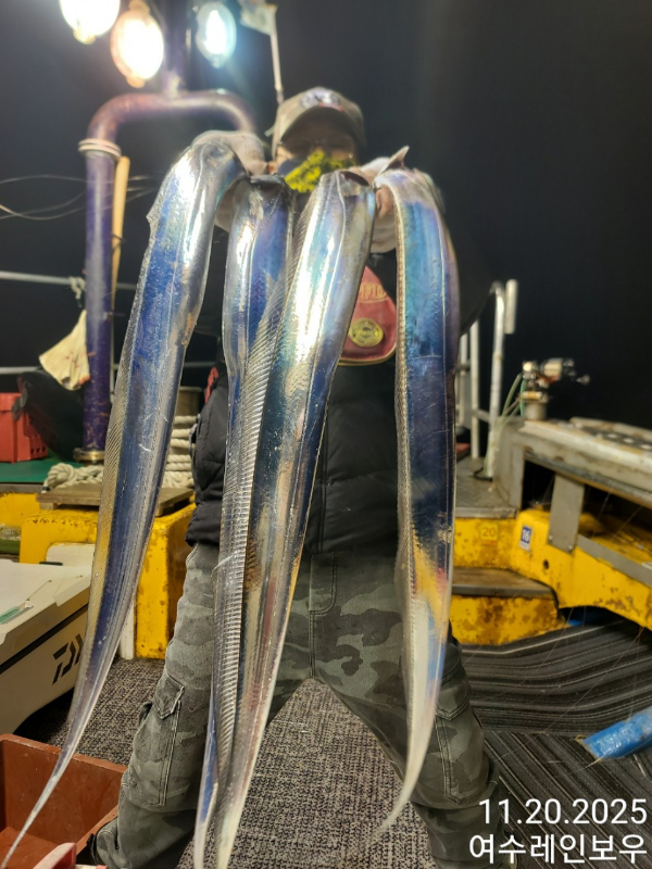 ♡여수레인보우♡갈치_열기_한치_갑오징어__사진_20251121_19.jpg