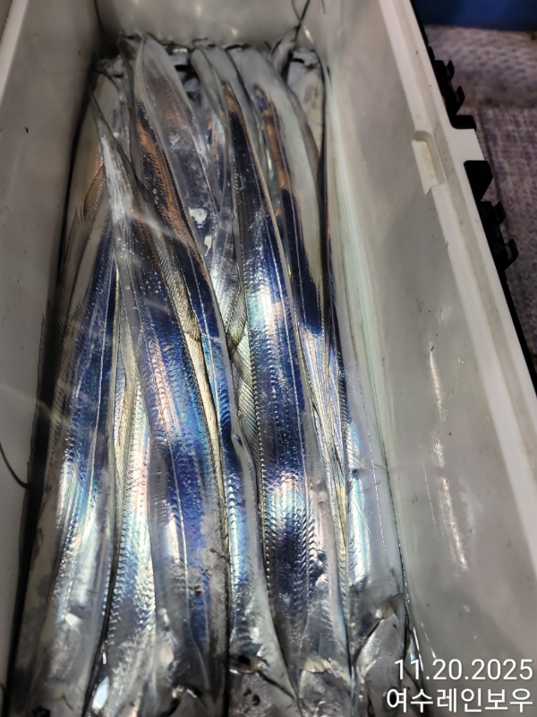 ♡여수레인보우♡갈치_열기_한치_갑오징어__사진_20251120_5.jpg