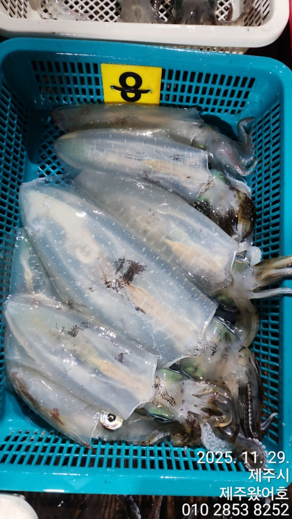 제주왔어호_사진_20251130_3.jpg