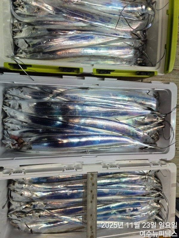 20911월23일갈치 (65).jpg