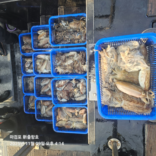 ꫛꫀꪝ✧‧˚ 태안 마검포 新출항호 .• _˚☀₊_사진_20251109_5.jpg