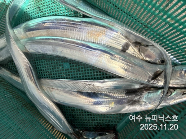 11월21일왕갈치 (27).jpg