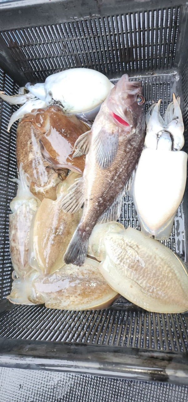 예지퀸호 농어외수질&어초낚시 경기인천권_사진_20251031_12.jpg