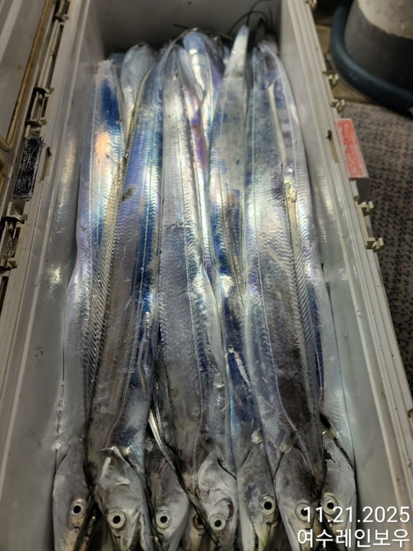 ♡여수레인보우♡갈치_열기_한치_갑오징어__사진_20251121_2.jpg