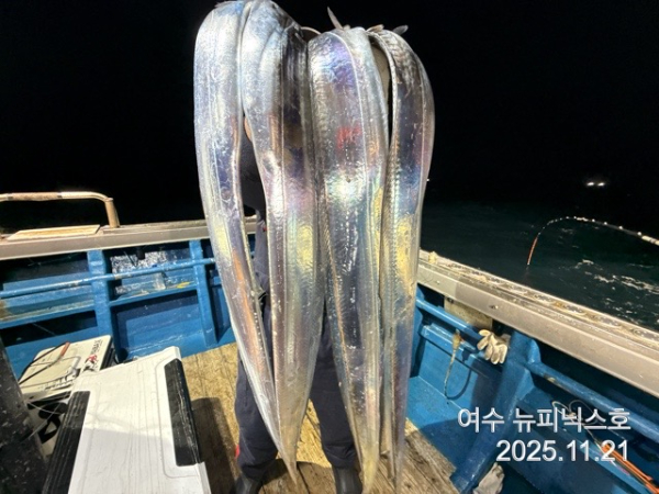 11월22일갈치 (28).jpg