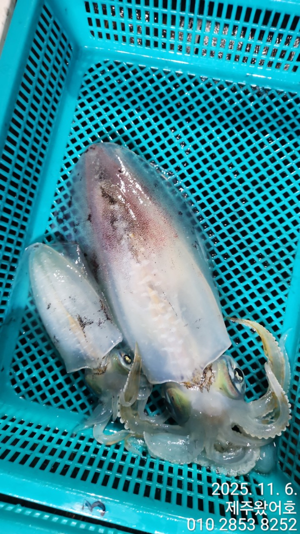 제주왔어호_사진_20251106_19.jpg