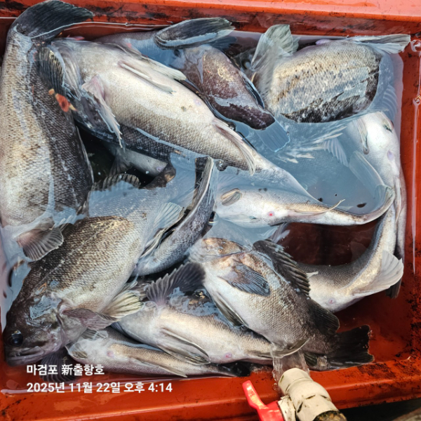 ꫛꫀꪝ✧‧˚ 태안 마검포 新출항호 .• _˚☀₊_사진_20251122_8.jpg