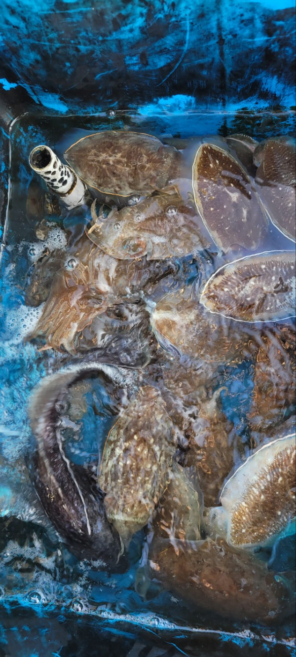 예지퀸호 농어외수질&어초낚시 경기인천권_사진_20251112_13.jpg