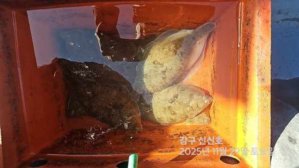 신신낚시 강구점 신신호_사진_20251129_9.jpg