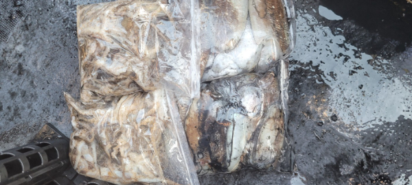 예지퀸호 농어외수질&어초낚시 경기인천권_사진_20251115_13.jpg