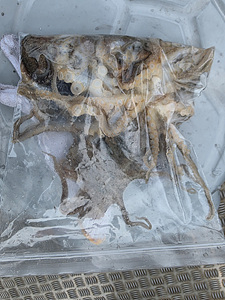 인천쭈꾸미낚시 (25).jpg