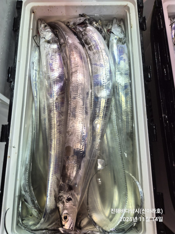 바다꾼낚시(신아라호)_사진_20251114_16.jpg