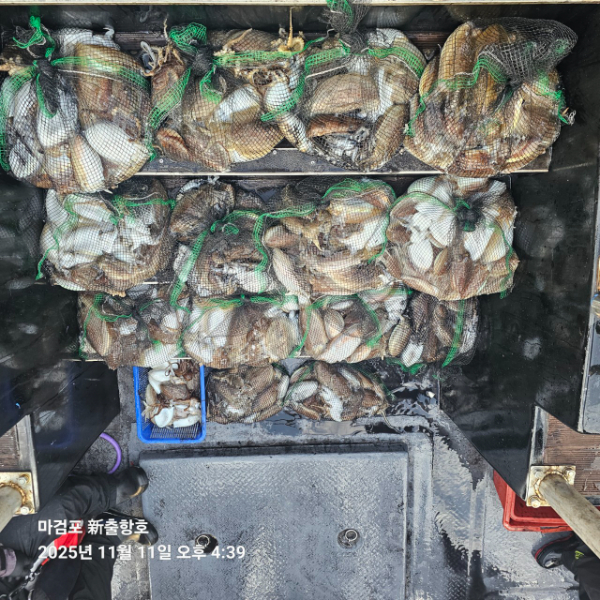 ꫛꫀꪝ✧‧˚ 태안 마검포 新출항호 .• _˚☀₊_사진_20251111_4.jpg