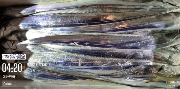 제주갈치낚시 화원호_사진_20251112_9.jpg