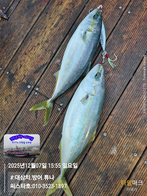 2025-12-07 15.55.38__(#-대삼치.방어.튜나)_(씨스타호-010-3523-1897).jpg