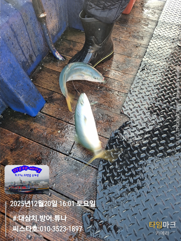2025-12-20 16.01.02__(#-대삼치.방어.튜나)_(씨스타호-010-3523-1897).jpg