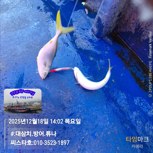 2025-12-18 14.02.35__(#-대삼치.방어.튜나)_(씨스타호-010-3523-1897).jpg