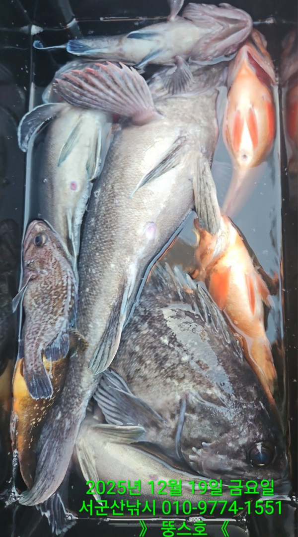 군산 선상낚시, 바다낚시 출조 전문 ☆서군산낚시☆_사진_20251219_16.jpg