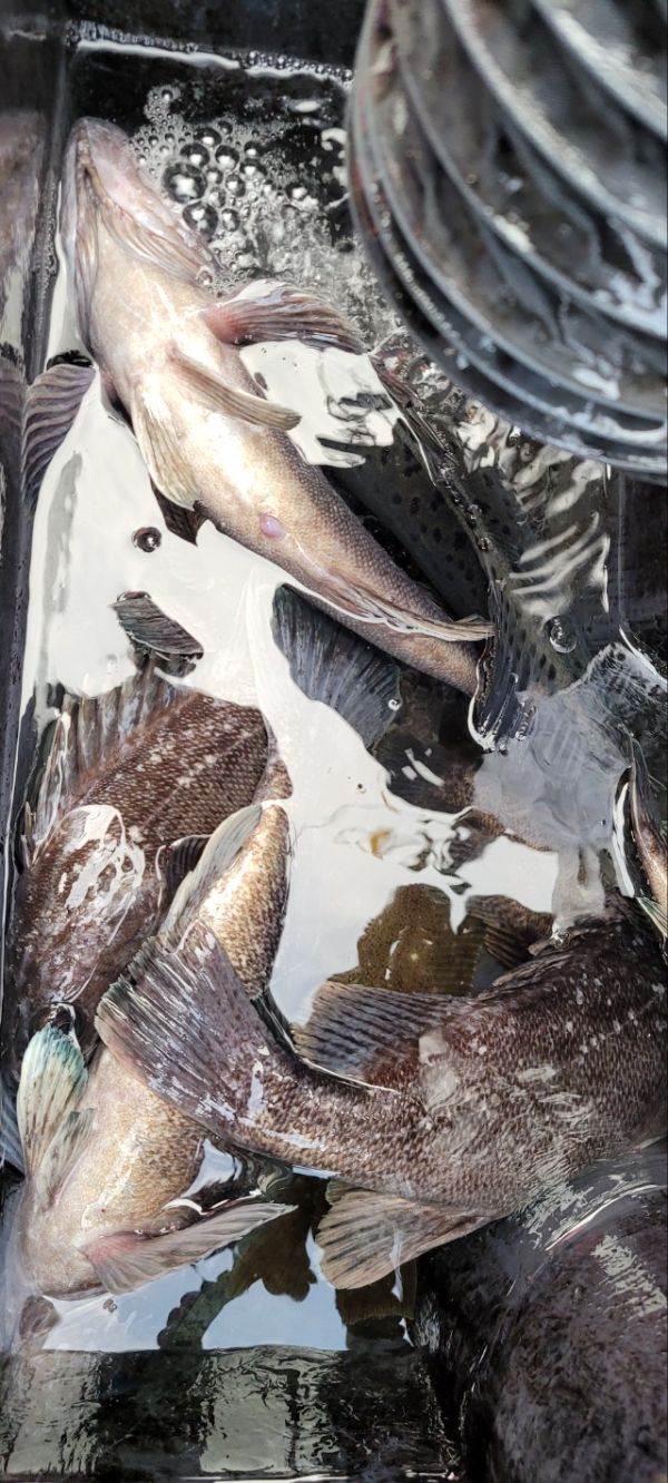 예지퀸호 농어외수질&어초낚시 경기인천권_사진_20251129_2.jpg