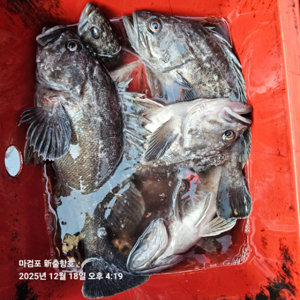 ꫛꫀꪝ✧‧˚ 태안 마검포 新출항호 .• _˚☀₊_사진_20251220_6.jpg