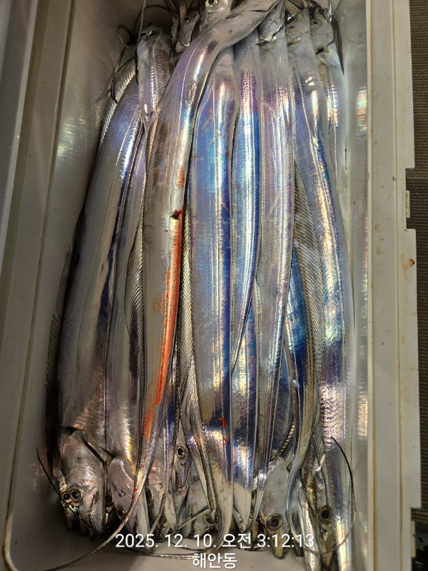 제주선상낚시피닉스호_사진_20251210_5.jpg